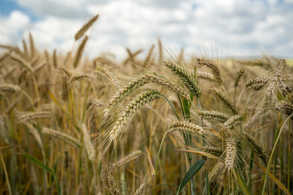 Barley Crop Cultivation Tips: A Guide for Success