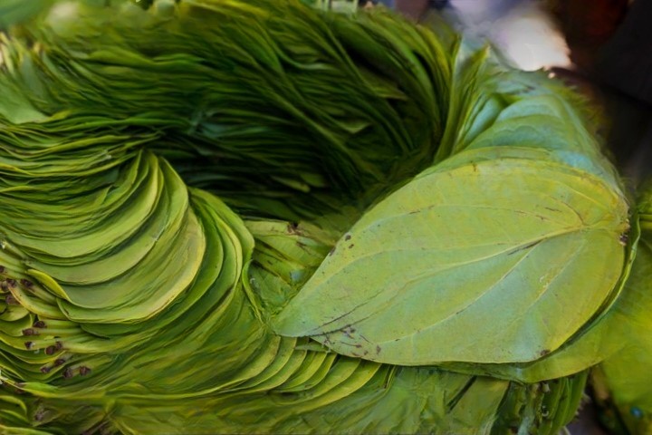 Betel Leaf Cultivation: Tips & Techniques