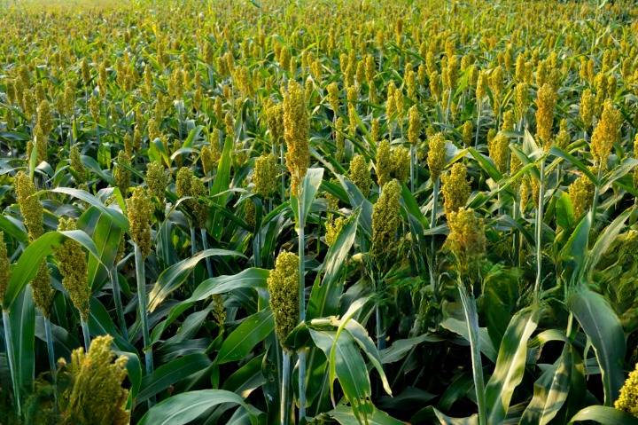 Foxtail Millet Plant Cultivation Guide Tips for Succes