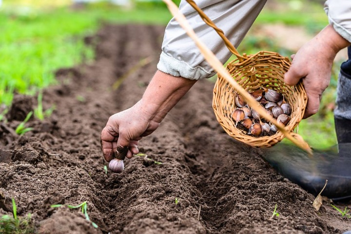 Garlic cultivation secrets for a thriving garden