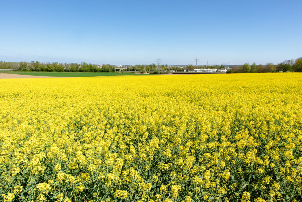 Mustard Cultivation Guide Tips for Successful Mustard Farming