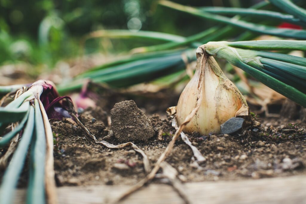 Onion Seed Production Techniques