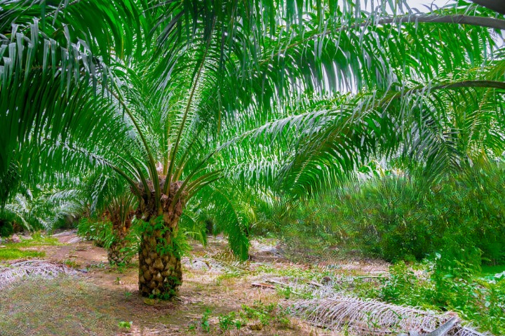 Palm Oil Plant Growth Tips: Cultivation Guide for Healthy Harvest