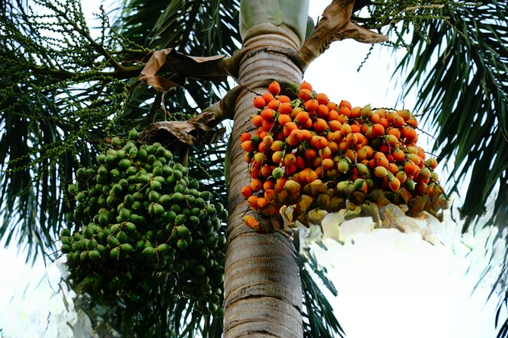 Palm Oil Plant Growth Tips: Cultivation Guide for Healthy Harvest