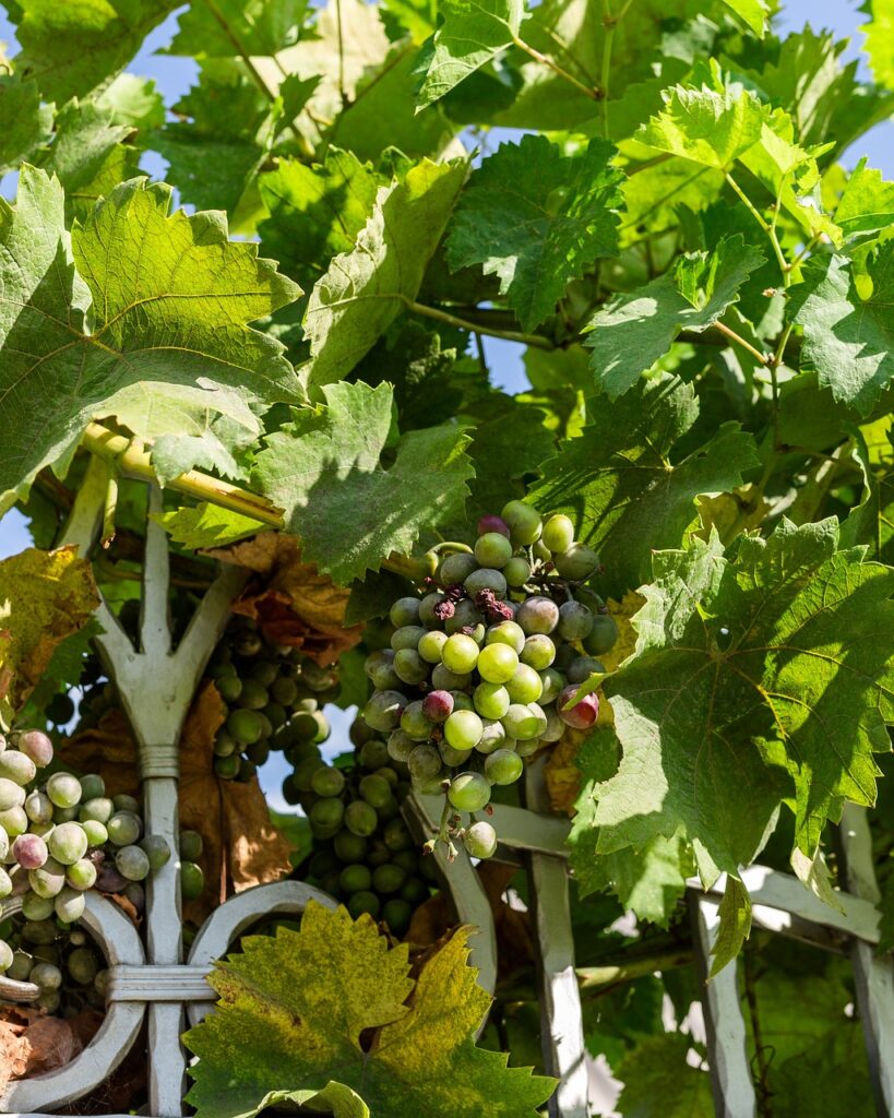 Backyard Grape Vine Growth Tips - How to Grow Vines