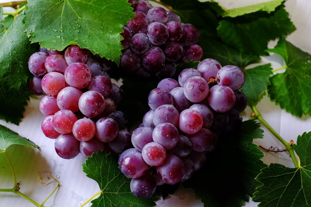 Italian Grape Varieties: Exploring and Cultivation Tips