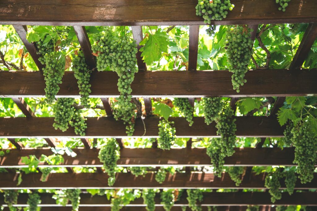 Green Grape Varieties Cultivation: Tips for Success