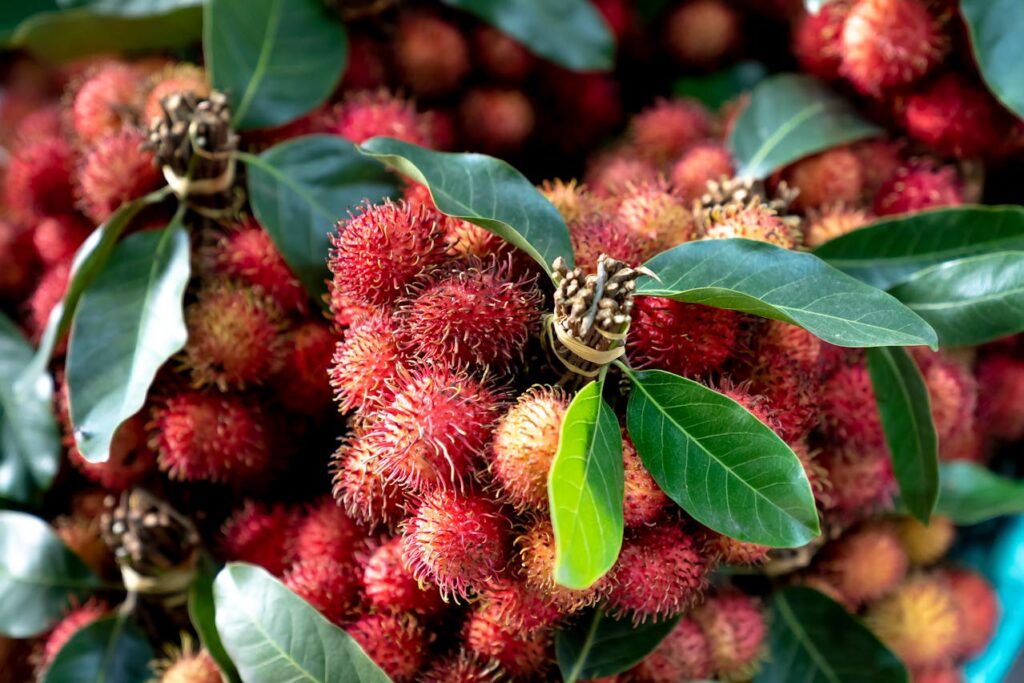 Rambutan Cultivation Tips: Growing and Harvesting Guide