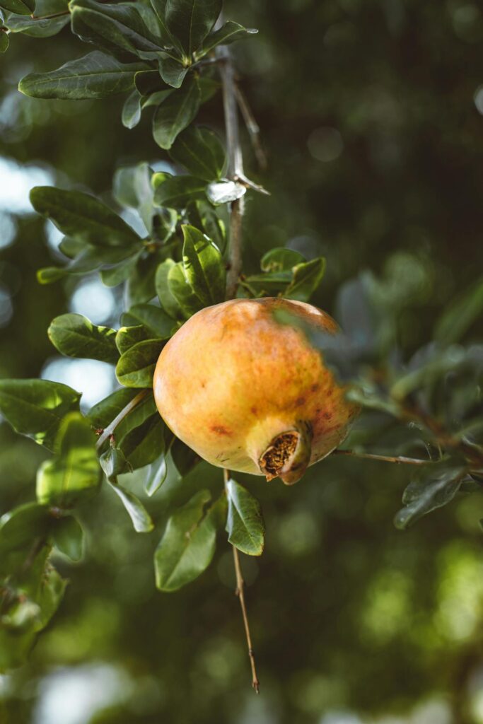 Roof Garden Pomegranate Cultivation: Tips & Techniques