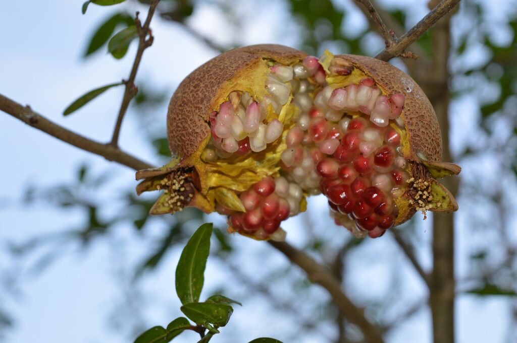 Roof Garden Pomegranate Cultivation: Tips & Techniques