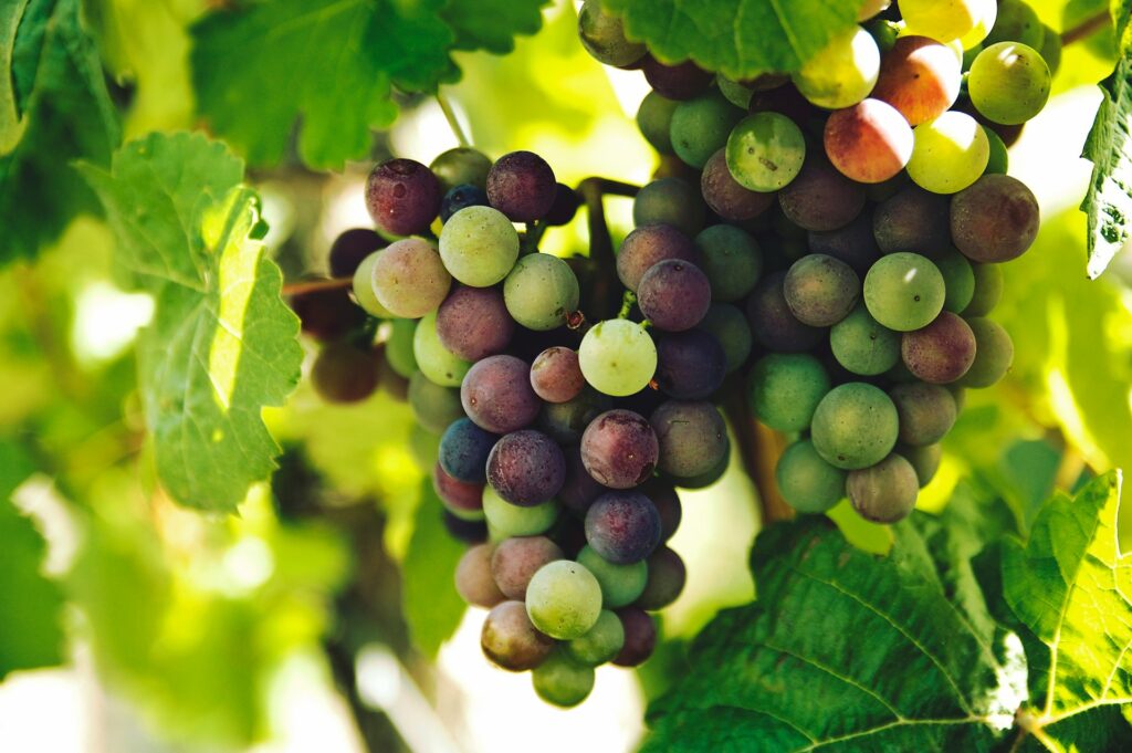 Italian Grape Varieties: Exploring and Cultivation Tips