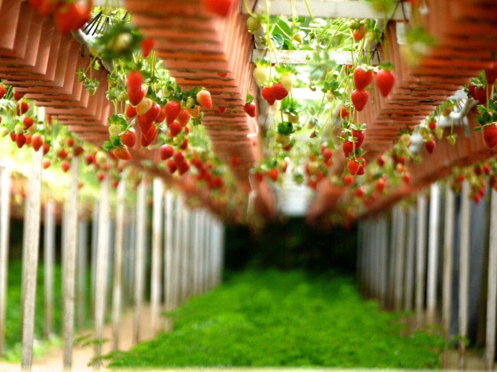 Strawberry Cultivation Tips for Growing 