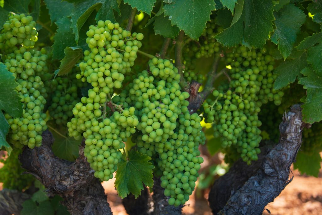 Green Grape Varieties Cultivation: Tips for Success